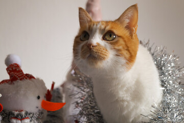 Cute Christmas cats with holiday decorations