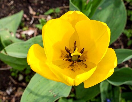 Close-up of a vibrant yellow tulip in a garden setting