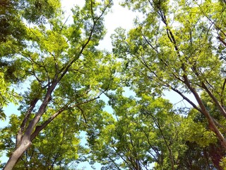 夏の林の欅と青空