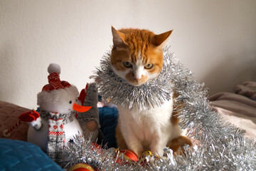Cute Christmas cats with holiday decorations