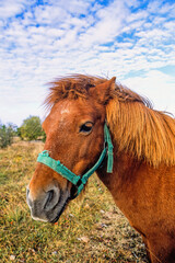 Obraz premium Close up at a brown horse with a halter on a meadow
