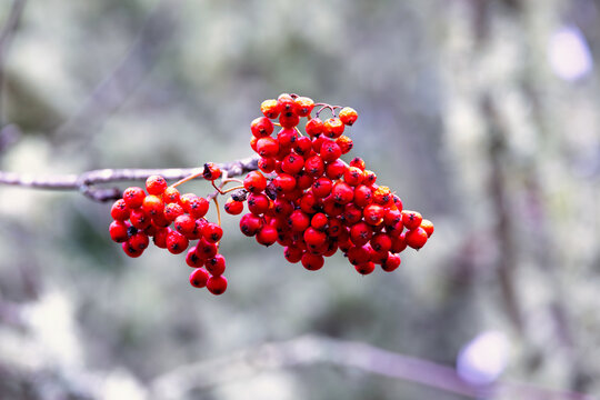 Red Rowan berries growing on a tree branch