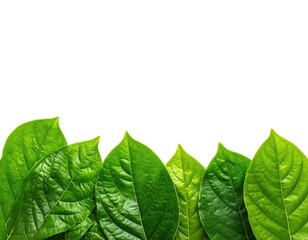 Obraz premium Fresh green leaves arranged in a horizontal border against a pure white background