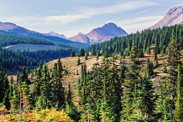 Forest landscape in a mountain valley at autumn