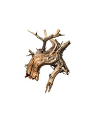 Fototapeta premium Dead tree with branches and bark without leaves isolated on white background