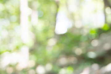Soft abstract blur of green and white tones, suggesting foliage and sunlight in a forest or garden. Ideal for nature-themed backgrounds and design use.