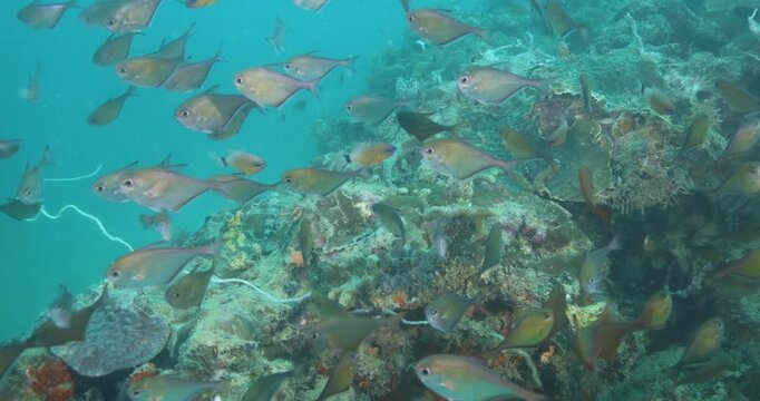 Underwater shot of Flock herd of Vanikoro sweeper fish bait ball hiding from the shark. A fish swimming around coral reef. Seascape with schooling Vanikoro sweeper fish around corals of the Caribbeans