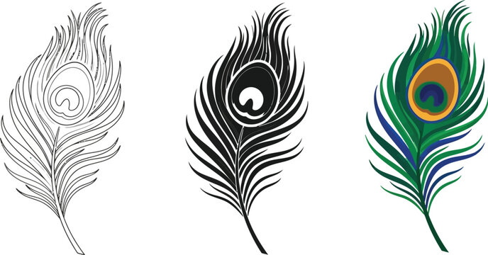 Fototapeta Peacock feather vector illustration in line art silhouette and full color isolated on a white background