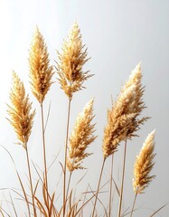 Light beige pampas grass stalks against a light gray background