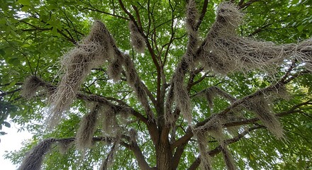Lush green tree with hanging moss against a bright sky