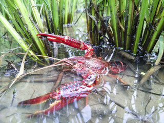 Red Crayfish in Natural Wetland Habitat with Aquatic Vegetation - Fresh Selenium-Enriched Freshwater Crustacean