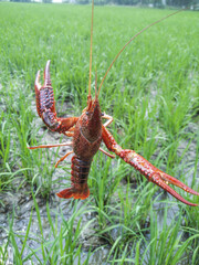 Fresh Crayfish in Natural Wetland Habitat with Green Grass Background