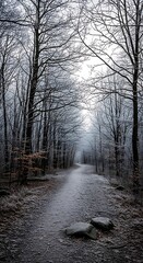 Fototapeta premium Winter forest path