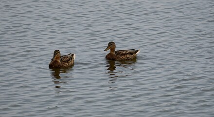 Two ducks floating on calm water reflecting in soft natural light