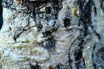 Close up texture of rough tree bark with natural cracks, dark spots, and rugged details