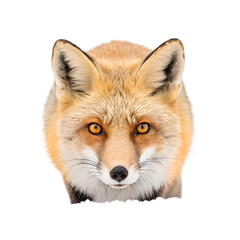 Fototapeta premium Close up portrait of a red fox head with piercing amber eyes and detailed fur texture isolated on transparent background