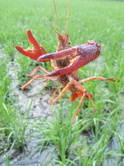 Crayfish in Rice Paddy Field - Aquaculture Symbiosis Farming System