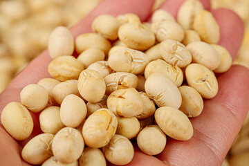 Crispy Fried Soybean Snacks from Guizhou China Held in Farmer's Hands