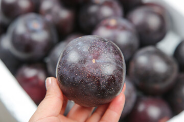 Fresh Purple Plum with Natural Bloom Held in Hand - Ripe Stone Fruit Close-up