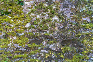 Mossy stones on the ruined walls of a medieval castle, romantic fantasy texture