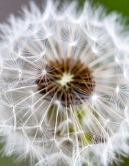 Close-up of a dandelion seed head.  Fluffy white seeds radiate from a brown center