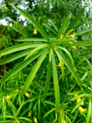 Vibrant green leaves glistening with fresh raindrops create a calming, natural scene ideal for wellness and eco-friendly projects