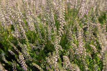 Flowering heather plant bg, white erica flowers or gardener heather pattern