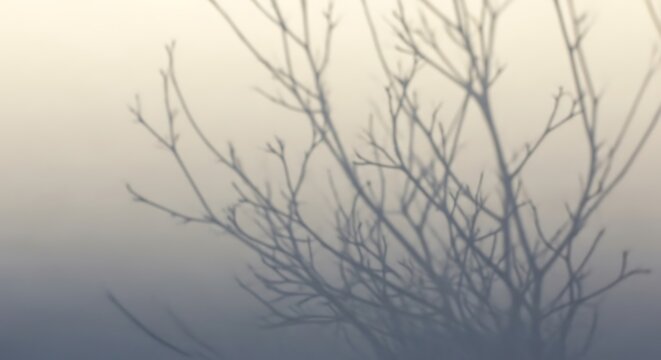 Shadow of a bare tree with intricate branches against a soft, gradient background.
