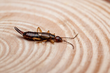 Earwig Insect on Wooden Surface