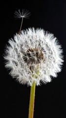 Close-up of a dandelion seed head (2)
