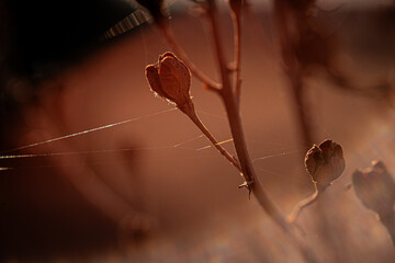 spider on a leaf
