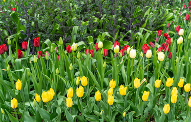 Tulip flowers in garden. Bloom tulips in park on flower bed, April bouquet, blooming tulipa