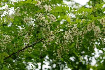 Obraz premium White Acacia Flowers, Blooming Robinia Pseudoacacia, False Acacia or Black Locust