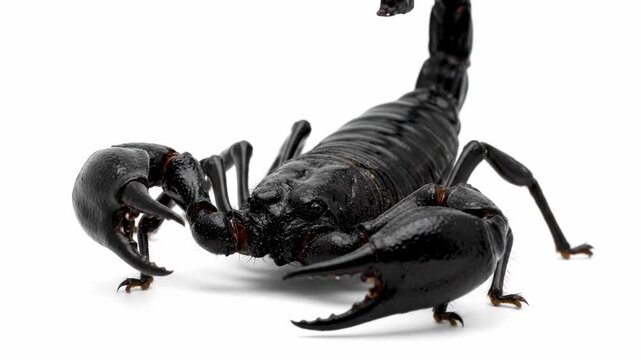 Black Scorpion Isolated on White Background - Close-up view of a black scorpion isolated on a pure white background.
