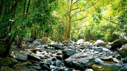 Scenic Tropical Forest Stream with Rocks and Greenery in Natural Jungle Landscape