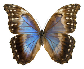 This Morpho godarthi butterfly showcases stunning blue and brown wings, perfectly highlighted against a plain backdrop. Its vivid colors and intricate patterns captivate all who observe.