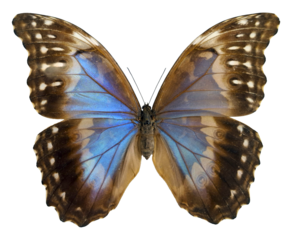 This Morpho godarthi butterfly showcases stunning blue and brown wings, perfectly highlighted against a plain backdrop. Its vivid colors and intricate patterns captivate all who observe.