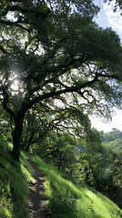 trail winding through dense woodland with sunlight breaking through the canopy and casting shadows