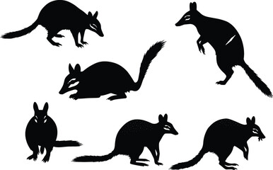 Australian bilby marsupial animal silhouettes set isolated on white background, wildlife vector illustration, endangered nocturnal species graphic design for nature