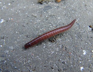 Close-up of a reddish-brown earthworm on gray dirt