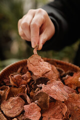 Hand Selecting Dried Porcini Mushrooms from Wooden Bowl - Premium Culinary Ingredients