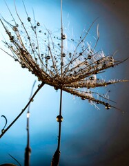 Close-up of a dandelion seed head with water droplets
