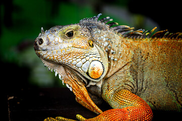 Obraz premium Close-up Detailed Portrait of a Green Iguana Reptile with Textured Skin