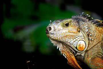 Detailed Close up Portrait of a Green Iguana Reptile Animal
