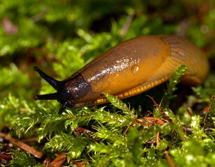 Close-up of a slug on moss