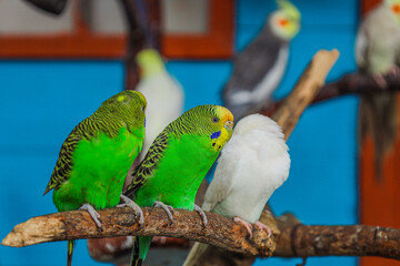 Obraz premium Colorful Close Up Budgerigar Group on Branch Exotic Pet
