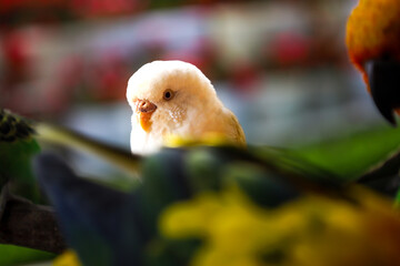 Close up Captivating Albino Budgerigar among other Bird Life Wildlife