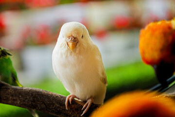Close Up Cute Albino Budgerigar Pet Perch on Branch in Garden