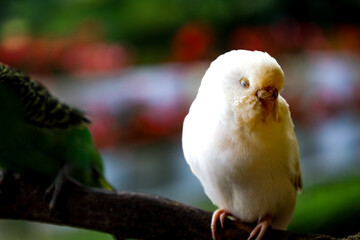 Close-up Adorable Sleepy Albino Budgerigar Perched on Branch in Natural Setting