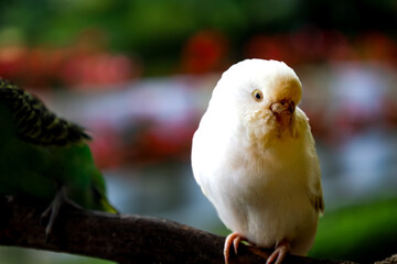 Close-up Shot of Elegant White Budgerigar Bird Perched on a Branch